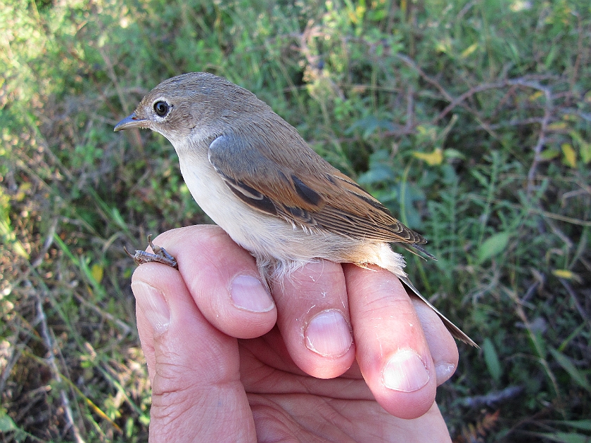 Common Whitethroat, Sundre 20120829